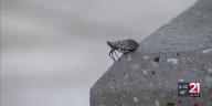 Spotted lanternflies spotted in downtown Fort Wayne, DNR urges people to report sightings