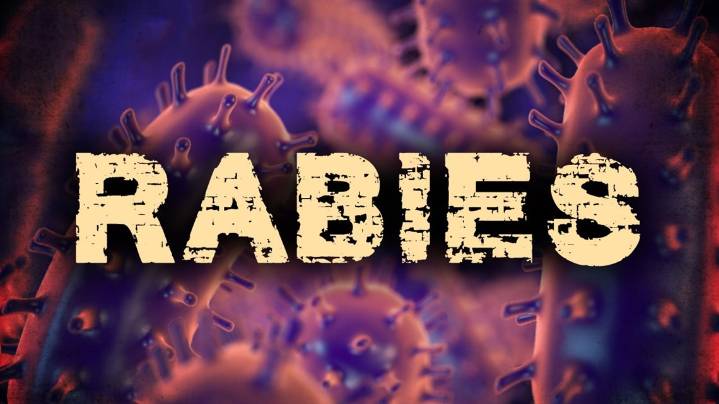 Rabies case reported in stray cat north of Lometa, officials urge caution