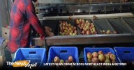 “Production costs rising but returns falling”: Himachal apple growers hit hard by rains, diseases and poor market prices