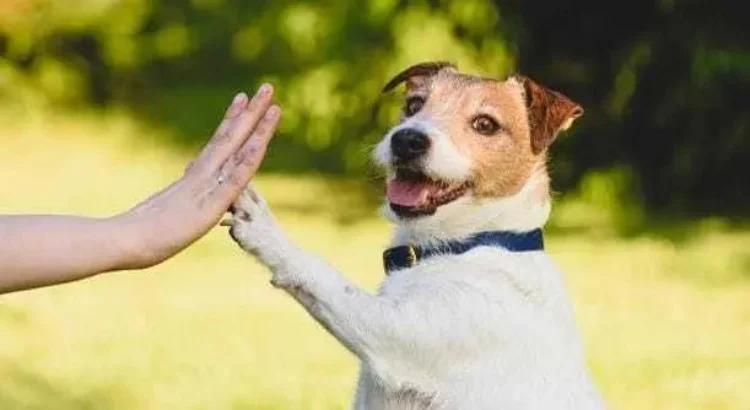 Protección Animal en Bogotá, una iniciativa vital para la ciudad
