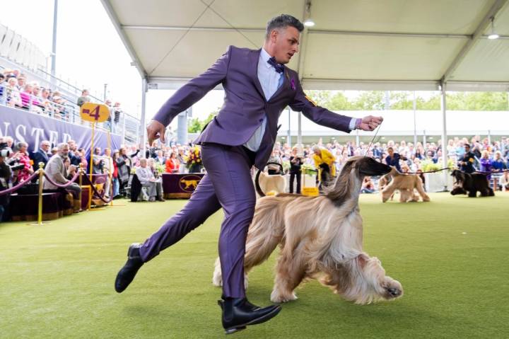 Denver woman selected as judge for 150th Kennel Club Dog Show