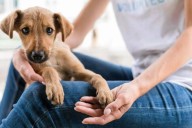 Adopta, no compres: jornada en Lima busca dar hogar a perros rescatados de las calles