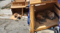 California Rescuer Discovers Two Dogs Living In Trash And Desperate For Shelter