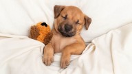 Here’s how to keep your dogs warm this winter, according to experts
