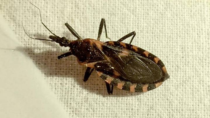 CDC warns kissing bugs in Indiana can spread deadly Chagas disease parasite