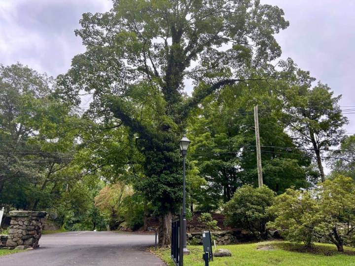 Cut the Ivy, Save the Tree