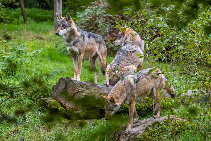 Francia prevé autorizar a todos los ganaderos a disparar a los lobos sin ataque previo para proteger sus rebaños