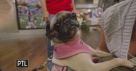 Pugfest returns to Pittsburgh!