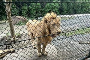Scrutiny on Thai zoo grows after lion attack