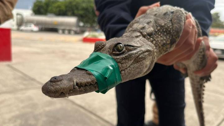 Rescatan cocodrilo de 80 cm en Cuautitlán Izcalli; investigan si era mascota ilegal