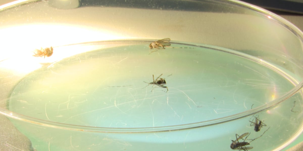 Chatham, Bryan Co. residents warned to take precautions against mosquito bites due to virus