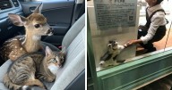 46 Cute Cats Who Totally Deserve Their Own Dedicated Comedy Show