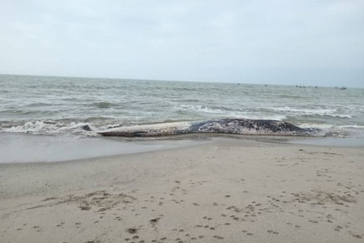 Tumbes: varamiento de ballena en caleta Grau alarma a comunidad y operadores turísticos
