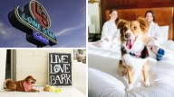 Your travel guide to pet-friendly hotels in Austin, Texas