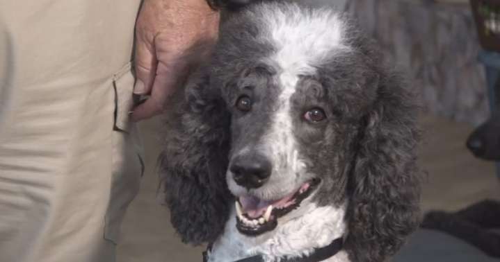 Poodle who helped first responders during Los Angeles wildfires nominated for national award