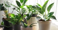 Llega la primavera: cuál es la planta que deberías tener en tu casa, según tu mes de cumpleaños