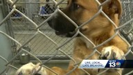 Shelby Humane grateful for community's help to meet payroll needs