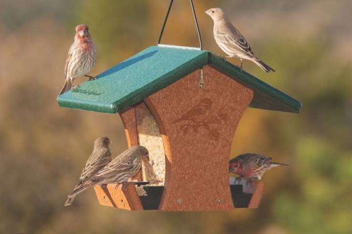 Recall in Washington and Oregon for birdseed with invasive weed seeds