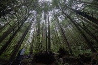 Logging firm wins injunction to halt Walbran Valley blockade on Vancouver Island