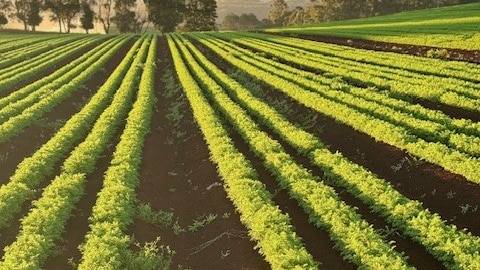 Potato growers frustrated and angry while small carrots are award winners
