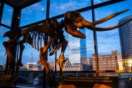 ‘It’s so beautiful’: Skeleton of 13,000-year-old mastodon unveiled at Public Museum