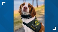 North Idaho therapy dog earns second nomination for First Responder Paws Award
