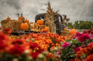 Diversión asegurada en Festivales y Ferias de Otoño en Long Island