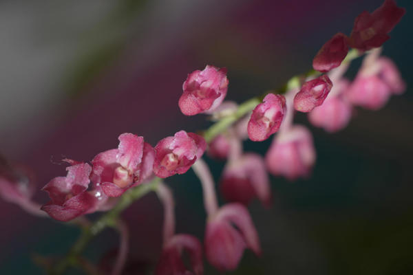 Más de 3.000 orquídeas florecen en Cali para la Semana de la Biodiversidad