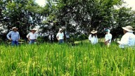 Piden plan estructural para salvar al sector arrocero en Colombia