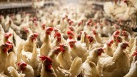 La gripe aviar se extiende en la comarca del Andévalo: declarado el segundo foco en una explotación agrícola