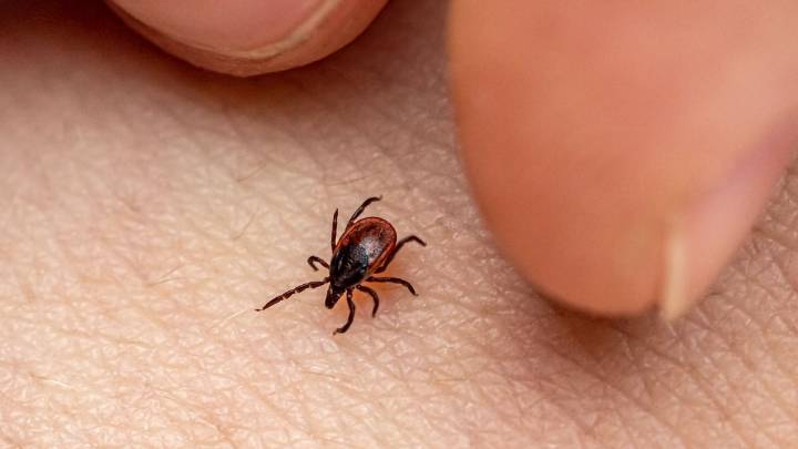 Illinois resident has tick-borne illness not seen in state before – NBC Chicago