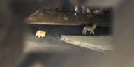 ‘I thought they were hanging out’: House cat, coyote caught on video walking through Henderson neighborhood