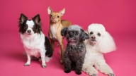 ¿Sabemos realmente de qué raza es nuestro perro? Un estudio lo ha puesto a prueba