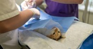 Campaña gratuita de esterilización para perros y gatos este fin de semana en San Luis
