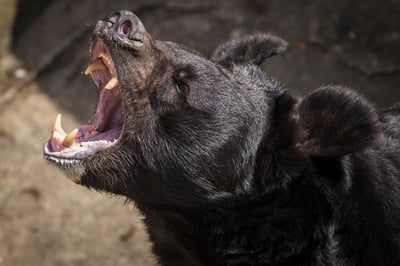 Why BigBear.ai Stock Roared Ahead Today