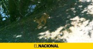 Detectado por primera vez un lince ibérico en el Pirineo catalán