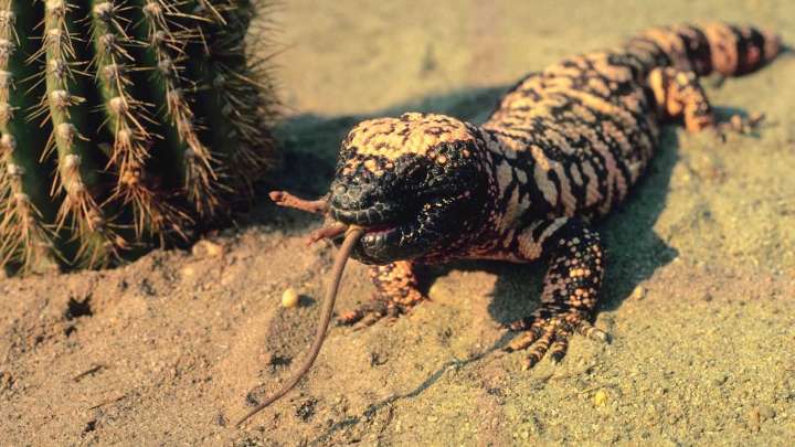 Game Warden Busted Illegal Reptile Dealers By Taking Gila Monsters To Bar