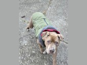 Jury convicts veterinarian for taking homeless man’s dog