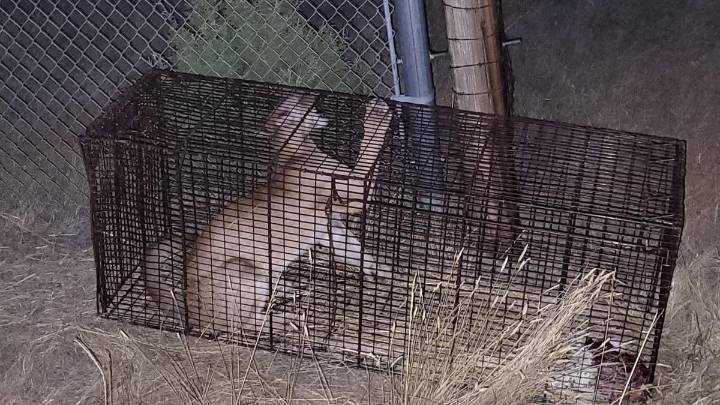 Game And Fish Relocates Mountain Lion After Antelope Found Dead