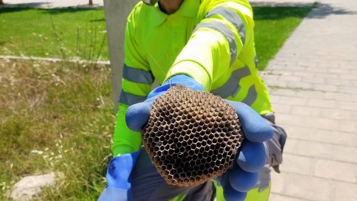Más calor y más avispas en piscinas: empresas y urbanizaciones notan el incremento este último verano en Alicante