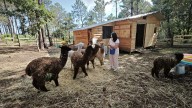 Aparca su profesión de maestra por una granja donde cría y exhibe alpacas