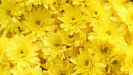 ¿Por qué se regalan flores amarillas este 21 de septiembre y qué significado tiene?