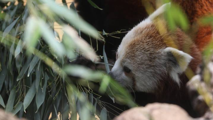 These 5 rare animals at Seneca Park Zoo will blow your mind