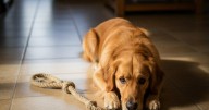 Guelph police warn about lost pet extortion scams using AI