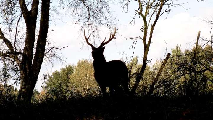 Kentucky Fish and Wildlife shares what you need to know as deer hunting season begins