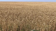 Favorable moisture boosts outlook for winter wheat in western North Dakota