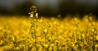 Nanotechnology to be tested for use against crop pests in Alberta