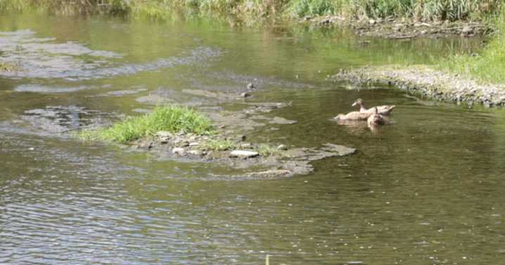 'We don't want any more dumping in that creek': Ischua Creek fish kill investigation continues