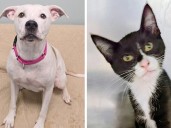 Pets of the week: Baby Girl is happy, go lucky. Robert loves treats