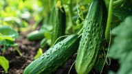 The Fast-Growing Cucumber Variety You Should Plant For A Tasty Harvest In No Time